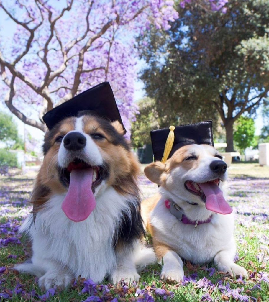 Share the Good News Graduation Dogs