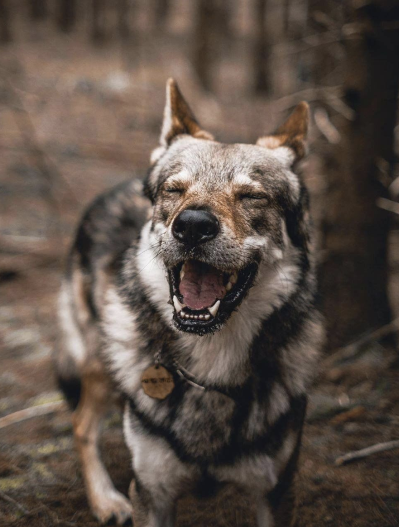 Share the Good News Happy Dog