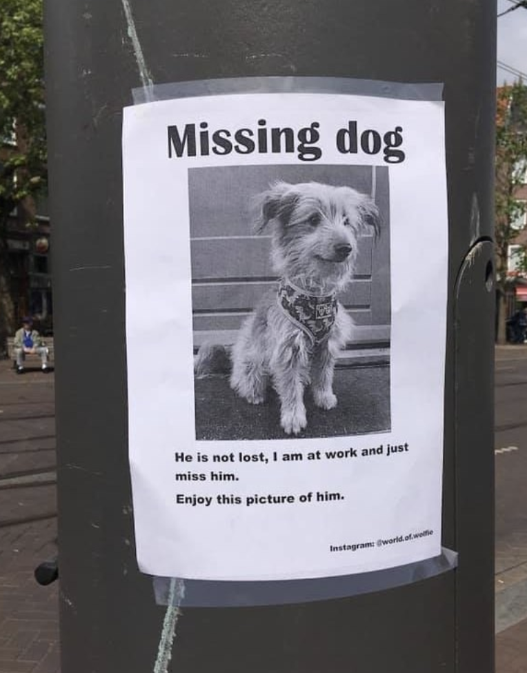 Missing Dog Good News